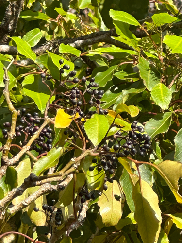 Cheirodendron trigynum observed 2025-06-15