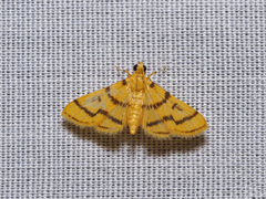 Dichocrocis