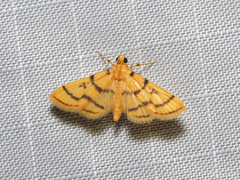 Dichocrocis