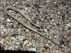 Pantherophis emoryi