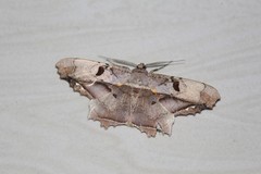 Chorodna complicataria