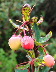 Berberis morrisonensis