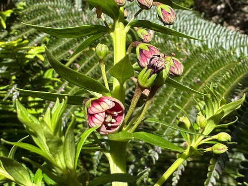 Lysimachia remyi observed 2025-06-15