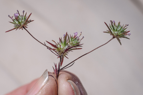 Johnson's Navarretia (Navarretia crystallina)