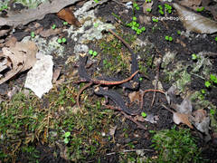 Salamandrina perspicillata