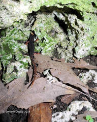 Salamandrina perspicillata