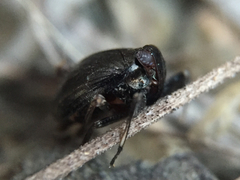 Phylloscelis atra
