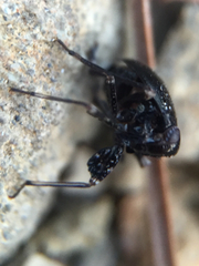 Phylloscelis atra