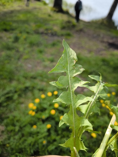 regular-lobed dandelion (Taraxacum hepaticum)
