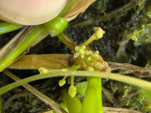 western grasswort (Lilaeopsis occidentalis)