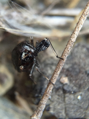 Phylloscelis atra