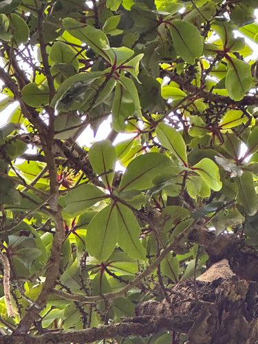 Myrsine lessertiana observed 2025-06-16