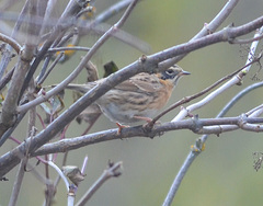 Prunella atrogularis