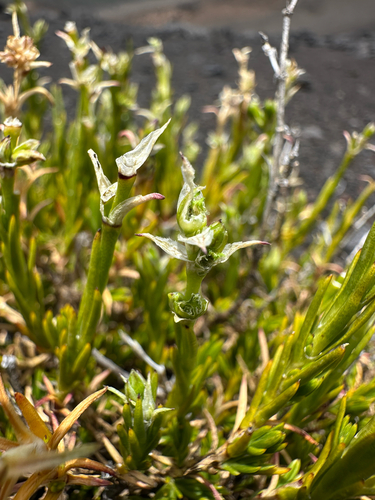 Silene struthioloides observed 2025-06-16