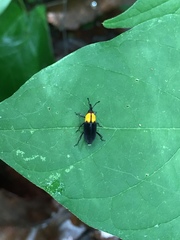 Rhodobaenus nigripennis