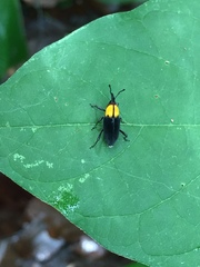 Rhodobaenus nigripennis