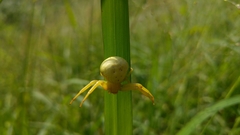 Misumenoides