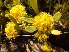 Leucadendron glaberrimum glaberrimum