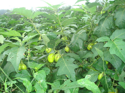 Solanum aethiopicum, photograph 5