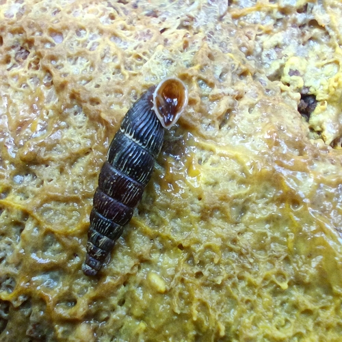 Clausilia cruciata observed 2025-06-29