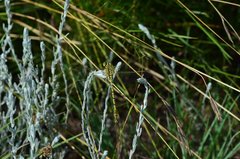 Ceratogomphus pictus