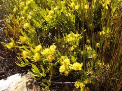 Leucadendron glaberrimum glaberrimum