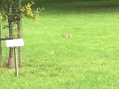 Sciurus carolinensis