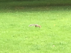 Sciurus carolinensis