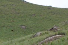 Euplectes albonotatus