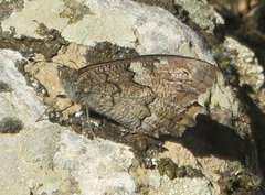 Hipparchia fatua