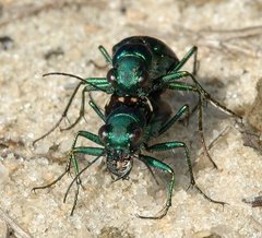 Cicindela nigrior