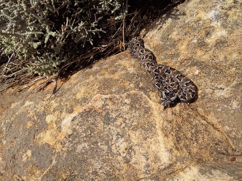 Photo of a Red Adder (Bitis rubida)