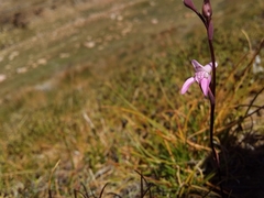 Disa inflexa