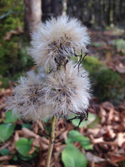 Rugelia nudicaulis