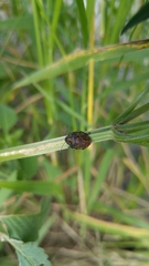 Orsilochides variabilis