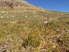 Disa inflexa