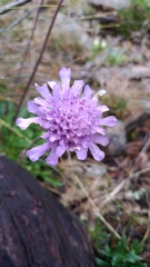 Scabiosa lacerifolia