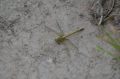 Ceratogomphus pictus