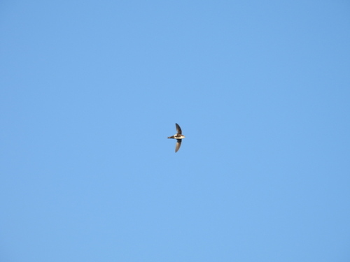 iNaturalist observation photo of White-throated Swift