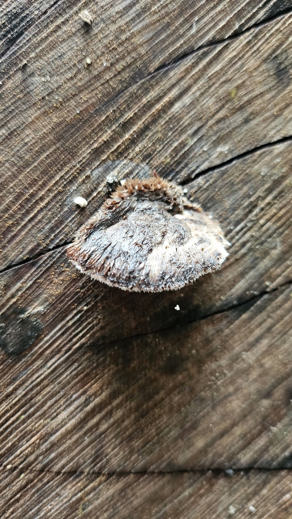 Postia atrostrigosa · July 2025 · photo: © charliethomas (iNaturalist, cc0)