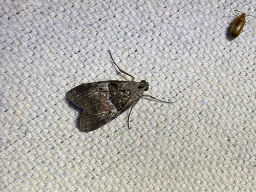 Pine Webworm Moth photo 2