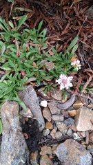 Scabiosa lacerifolia