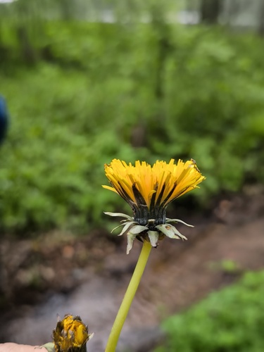 Taraxacum hamatiforme observed 2025-05-22