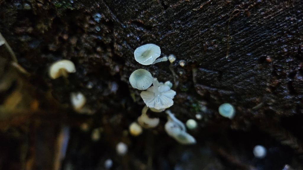 Mycena interrupta · July 2025 · photo: © charliethomas (iNaturalist, cc0)