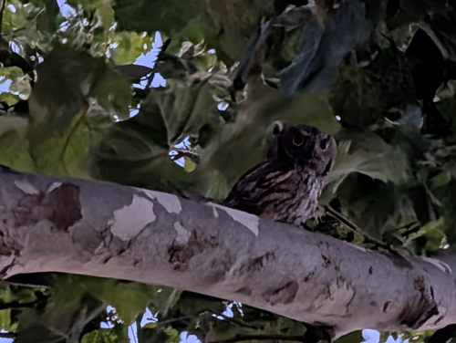 View observation of {o.common_name} on iNaturalist