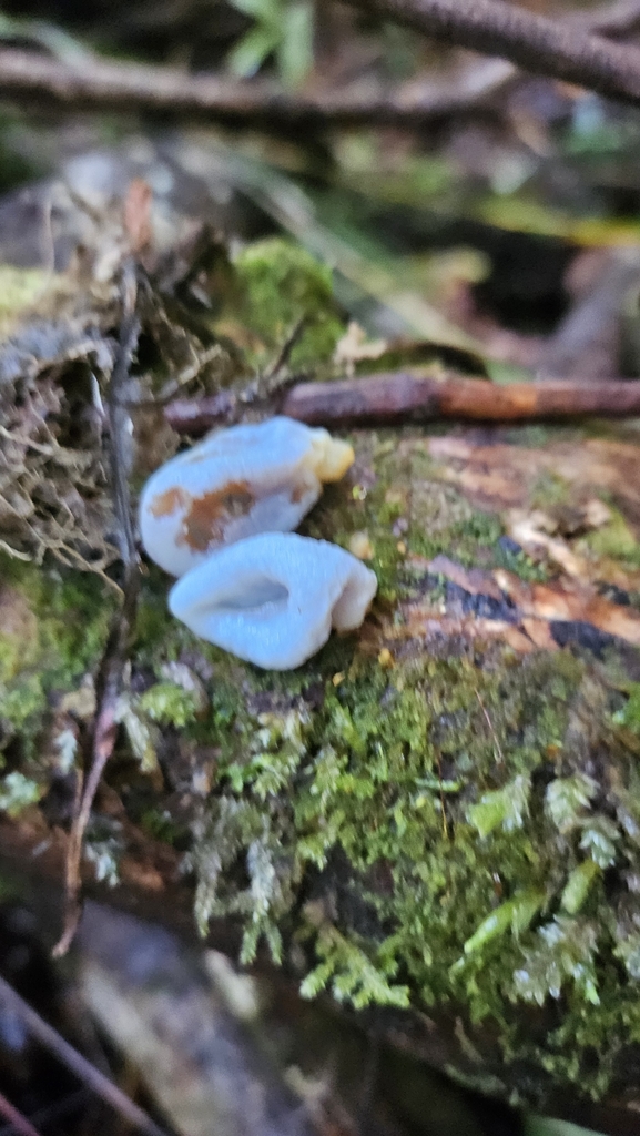 Clavogaster virescens · July 2025 · photo: © charliethomas (iNaturalist, cc0)