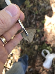 Nhambikuara cerradensis