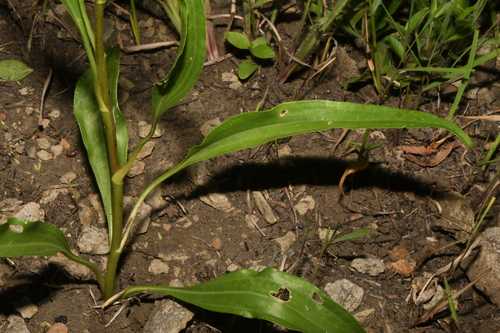 Echinacea atrorubens, photograph 5