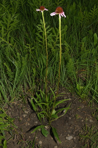 Echinacea atrorubens, photograph 6