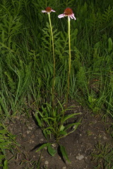Echinacea atrorubens, photograph (c) Brian Finzel, some rights reserved (CC BY-SA)